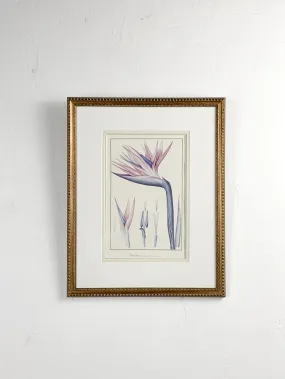 Bird of Paradise Signed Art